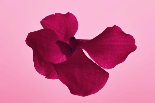 Kleurrijke Roze Orchidee Bloem Geïsoleerd Roze — Stockfoto