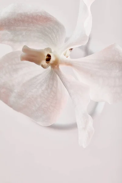 Vista Cerca Flor Hermosa Natural Orquídea Aislada Blanco — Foto de Stock