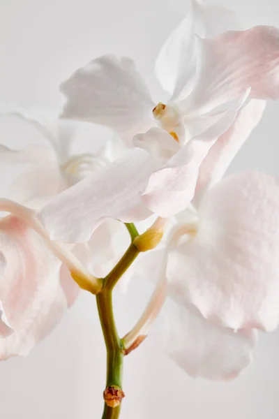 Zbliżenie Widok Naturalne Piękne Kwiaty Storczyki Gałęzi Izolowane Białym — Zdjęcie stockowe