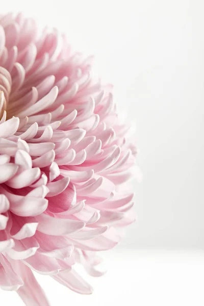 Close View Pink Chrysanthemum Isolated White — Stock Photo, Image