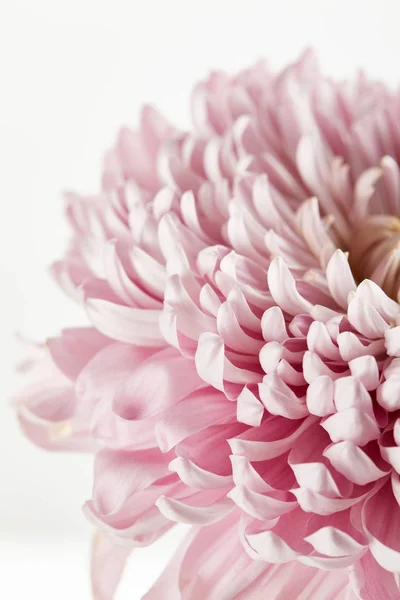 Close View Pink Chrysanthemum Isolated White — Stock Photo, Image