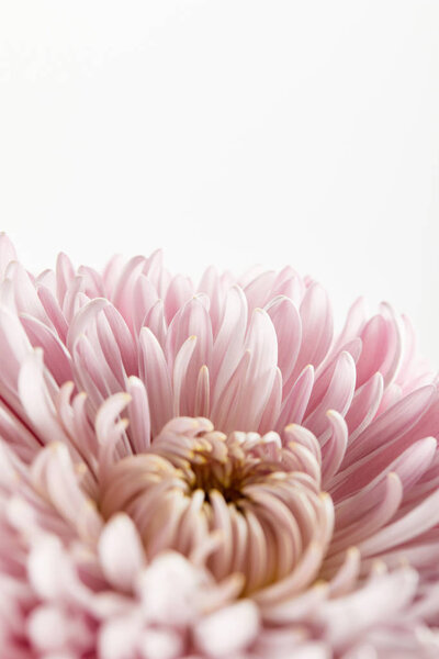 close up view of pink chrysanthemum isolated on white