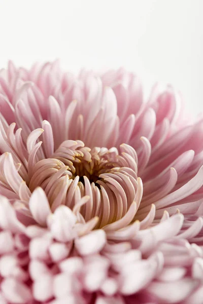 close up view of pink chrysanthemum isolated on white