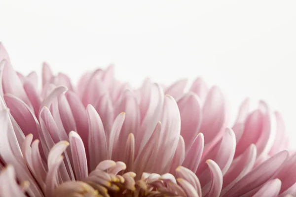 close up view of pink chrysanthemum isolated on white
