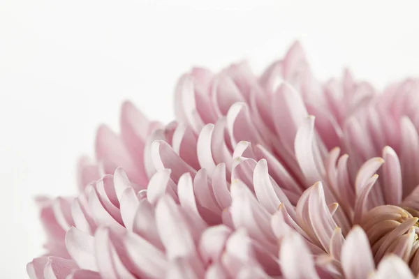 白で隔絶されたピンク菊の姿を間近で見ることが — ストック写真