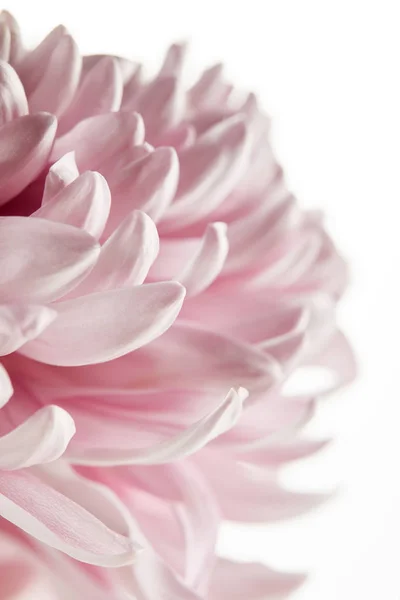 Close View Pink Chrysanthemum Isolated White — Stock Photo, Image