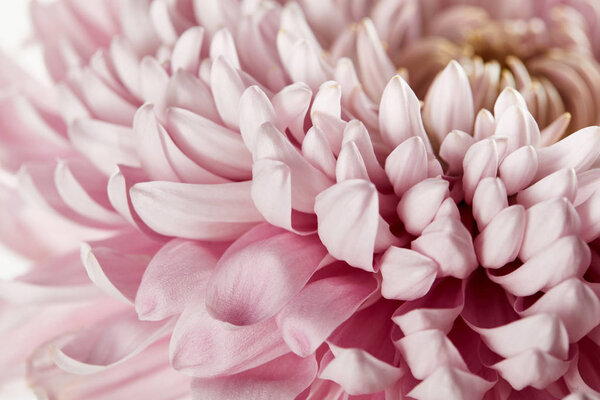 close up view of pink chrysanthemum
