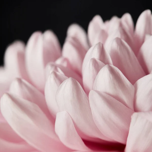 Close View Pink Chrysanthemum Petals Isolated Black — Stock Photo, Image