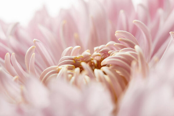 close up view of pink chrysanthemum isolated on white