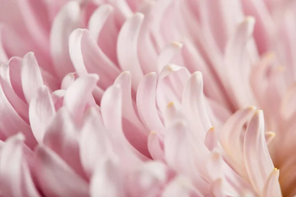 ピンクの菊の花びらを間近に見ると — ストック写真