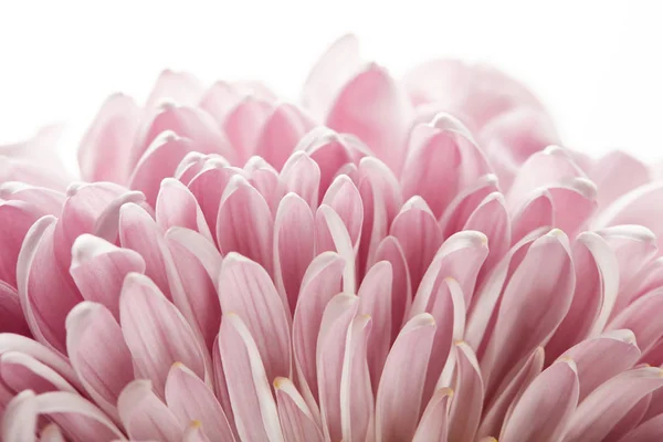 Крупным Планом Вид Розовой Хризантемы Изолированной Белом — стоковое фото