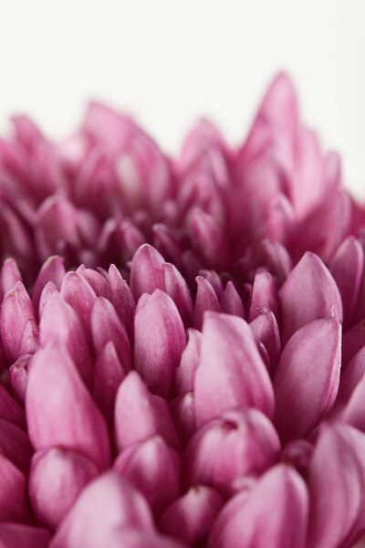 close up view of purple chrysanthemum isolated on white