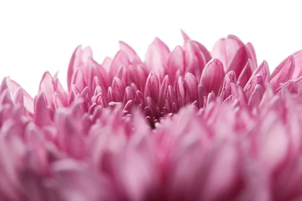 白で隔絶された紫色の菊の姿を間近で — ストック写真