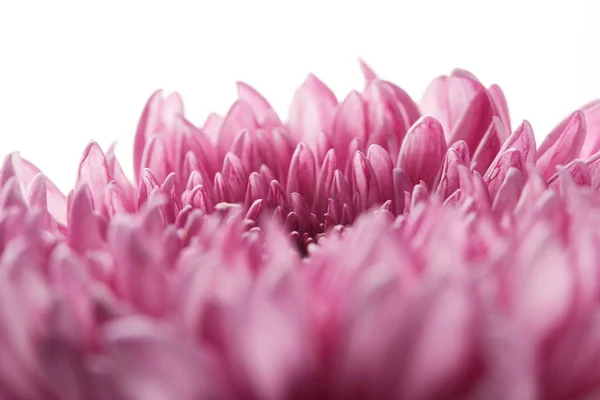 close up view of purple chrysanthemum isolated on white
