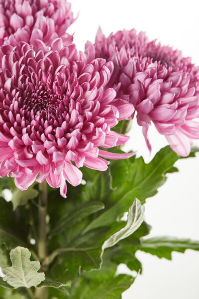 bouquet of purple chrysanthemum flowers with green leaves isolated on white