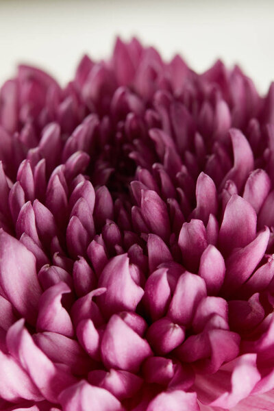 close up view of purple chrysanthemum on white background