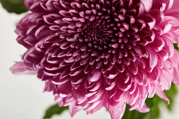 close up view of purple chrysanthemum isolated on white