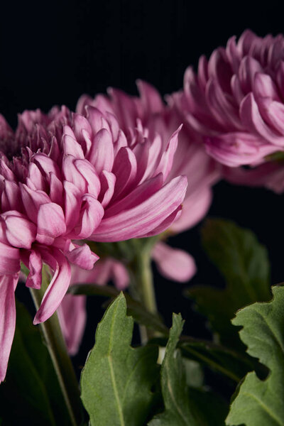 close up view of purple chrysanthemum flowers isolated on black