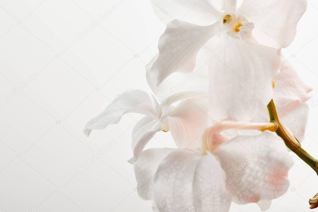 close up view of natural beautiful orchid flowers on branch isolated on white