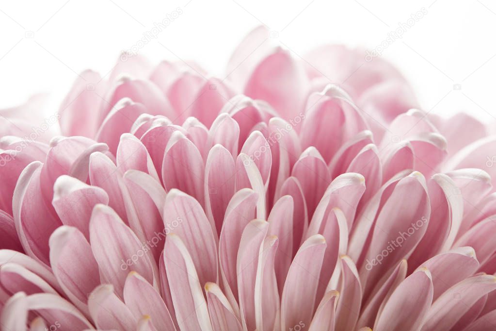 close up view of pink chrysanthemum isolated on white