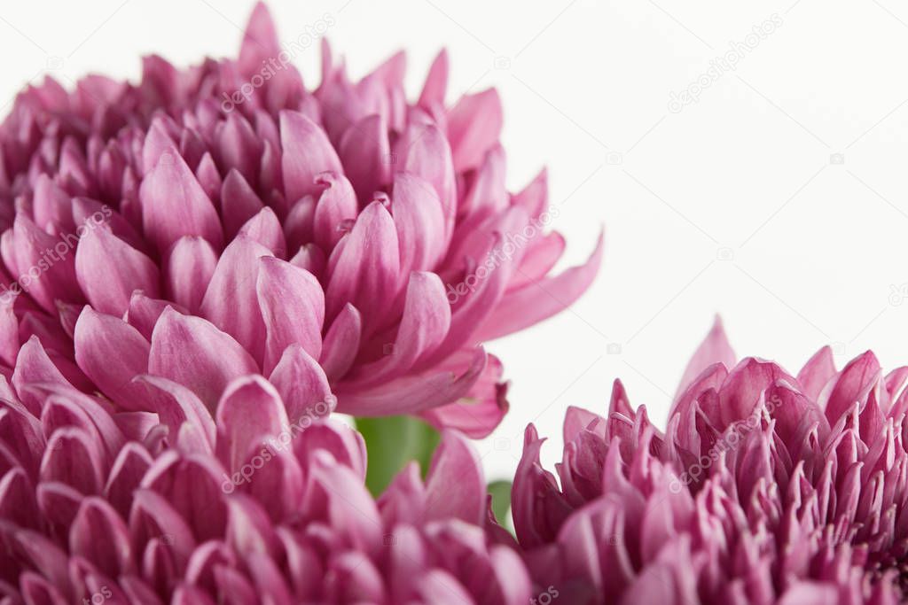close up view of purple chrysanthemum flowers isolated on white