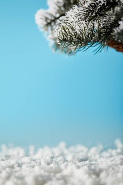 spruce branches in snow on blue for christmas background clipart