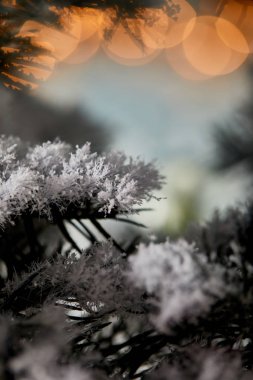 Kardaki ladin dallarını kapatın Noel ışıkları bokeh 