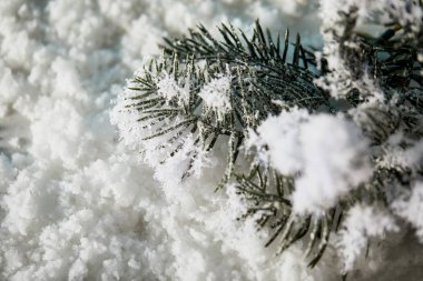 Yılbaşı arkaplanı için kardaki ladin dallarını kapatın.