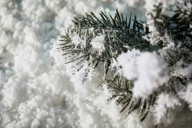 close up of spruce branches in snow for christmas background clipart