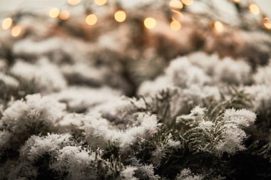 close up of spruce branches in snow with blurred christmas lights clipart