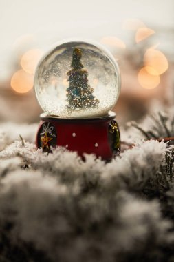 Kartopu içindeki küçük noel ağacı karlı dalların üzerinde bulanık ışıklarla duruyor.  