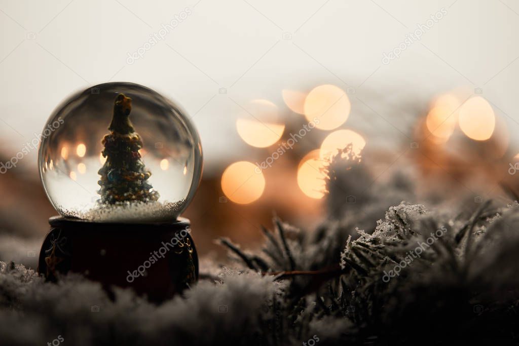 snowball with little christmas tree standing on spruce branches in snow with blurred lights  