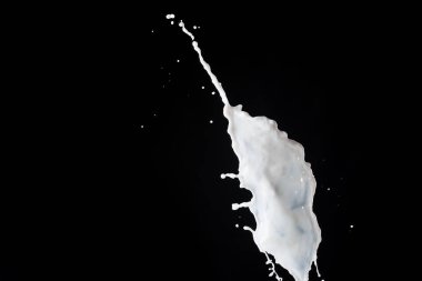 Siyah üzerine izole edilmiş taze beyaz süt sıçraması