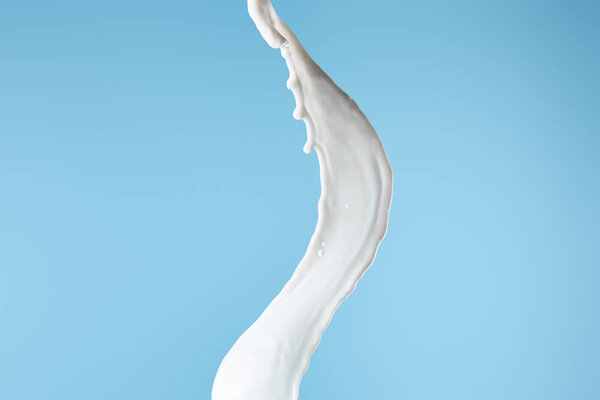 fresh white milk splash isolated on blue