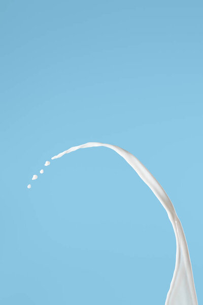 fresh white milk splash isolated on blue