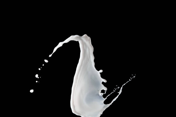 fresh white milk splash with drops isolated on black