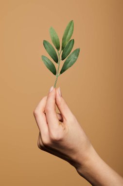 Yeşil bitkiyi bej renkte tutan bir kadın görüntüsü