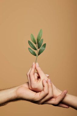Yeşil bitkileri bej renkte tutan kadın ve erkeğin kırpılmış görüntüsü