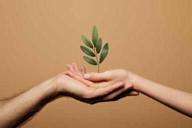 Yeşil bitkileri bej renkte tutan kadın ve erkeğin kırpılmış görüntüsü