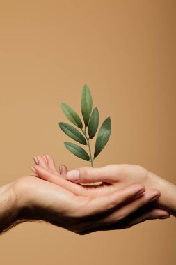 Yeşil bitkileri bej renkte tutan kadın ve erkeğin kırpılmış görüntüsü