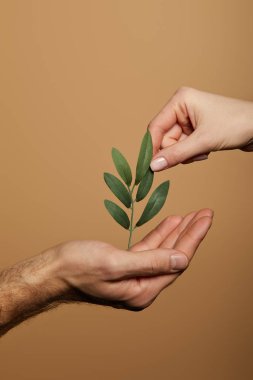 Yeşil bitkileri bej renkte tutan kadın ve erkeğin kırpılmış görüntüsü