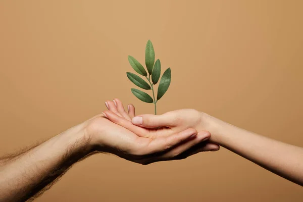 Vista Recortada Hombre Mujer Sosteniendo Planta Verde Aislado Beige —  Fotos de Stock