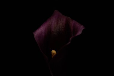 Close up view of purple calla flower isolated on black clipart