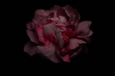 Close up view of pink petals of clove flower isolated on black