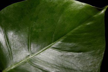 Close up view of green leaf of plant isolated on black
