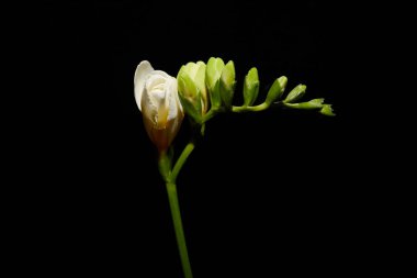 White freesia flower on stem isolated on black clipart