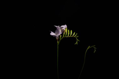 Violet freesia flowers on stem isolated on black clipart