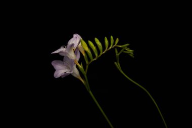 Violet flowers of freesia with stems isolated on black clipart
