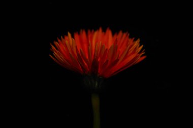 Close up view of gerbera flower isolated on black