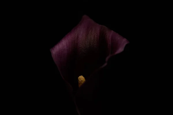 Закрыть Вид Пурпурного Цветка Каллы Изолированного Черном — стоковое фото